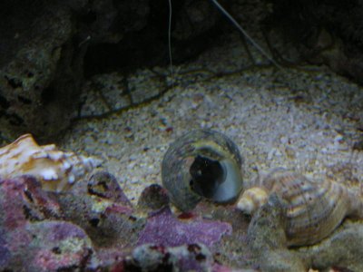 Teleshkiy.PICS 001.jpg