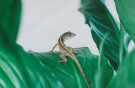 peace lilly lizard.jpg