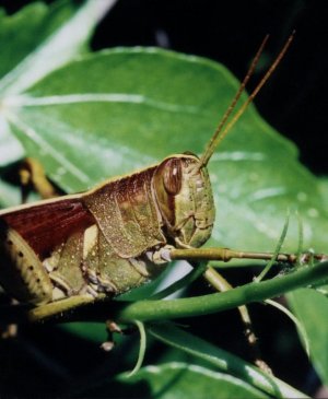 Grasshopper2.jpg