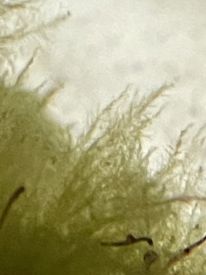 550BD286-27C5-4533-9EA2-7C1809F4D4A6.jpeg
