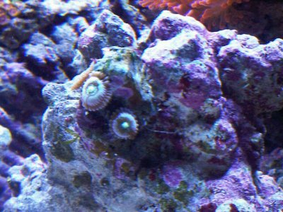 zoa.jpg