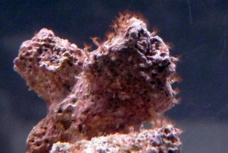 Algea 05-20-10 040.jpg