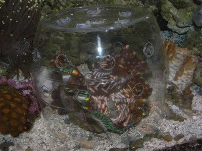 M0017472 (Medium).JPG