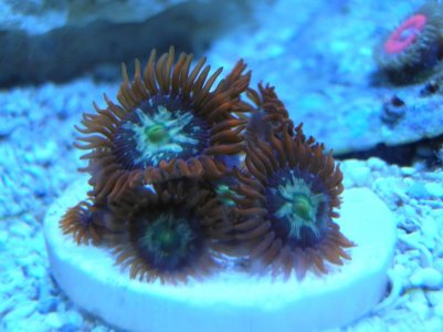DSCN0952.jpg