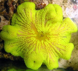 Yellow-Carpet.jpg