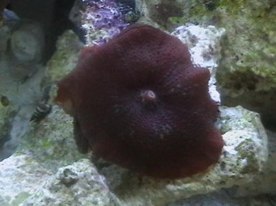 corals for sale 100.jpg