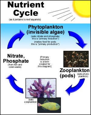 NutrientCycle.jpg