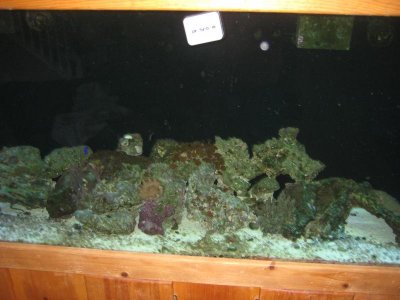 aquarium 010.jpg