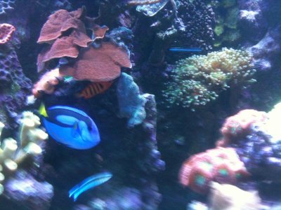 aquarium shots 001.jpg