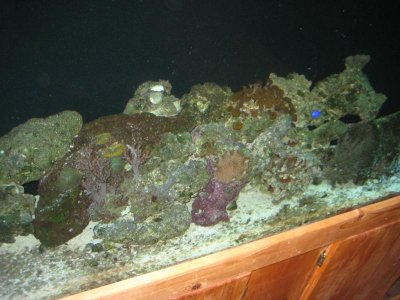 aquarium 007.jpg