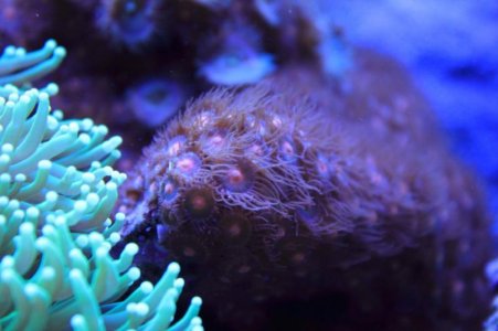 bruine zoas 2 6 2010.jpg