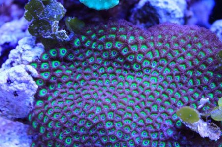 green zoas(2).jpg