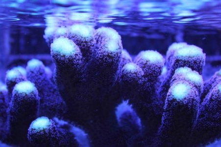 monotipora hitting surface 2-6-2010.jpg