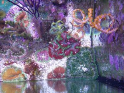 Stichodactyla tapetum 2.jpg