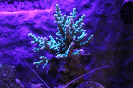 acro black light.jpg