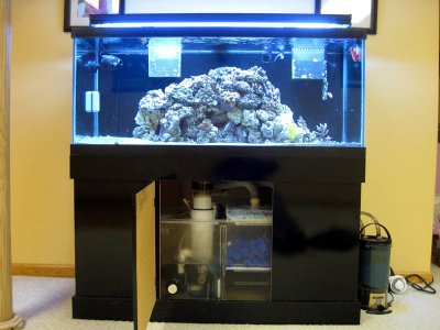 Fish tank before.jpg