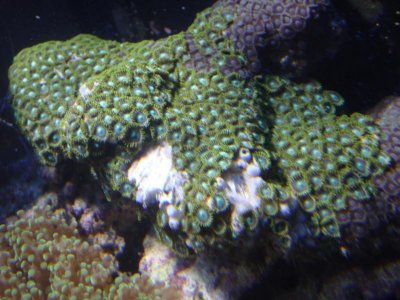 Andy's Reef Tank 329.jpg