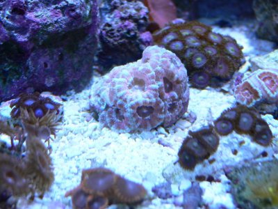 reefcentral sell 003.jpg