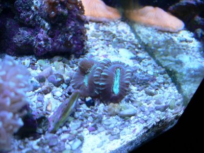 reefcentral sell 007.jpg