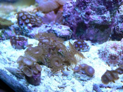 reefcentral sale 003.jpg