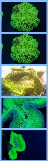 green_Yellow.JPG