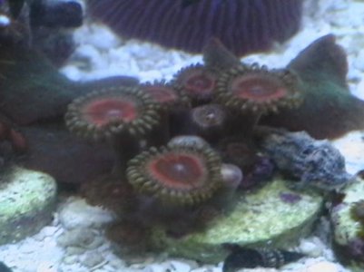 corals for sale 089.jpg