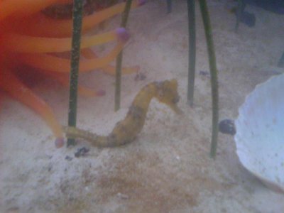 seahorse female.jpg
