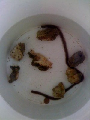 worm.jpg