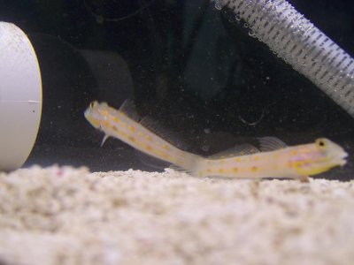 Diamond Goby 002sm.JPG