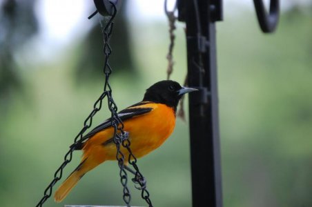 Oriole.jpg