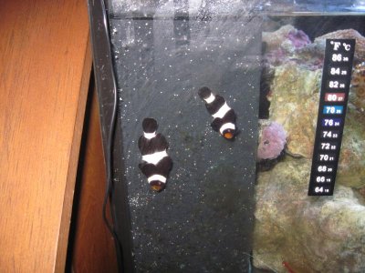 Black & white clowns 006.jpg