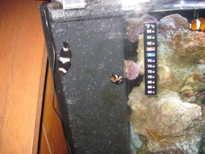 Black & white clowns 005.jpg