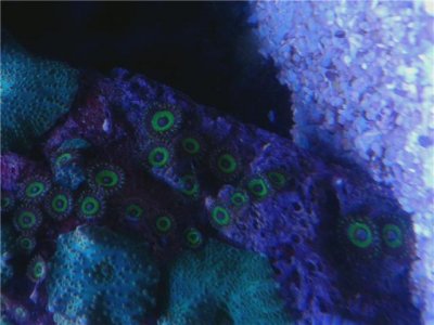 zoas.jpg