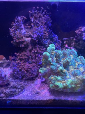 zoas.jpg