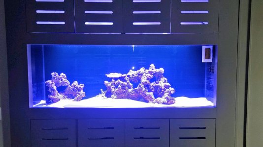 Tank 1st day with light.jpg