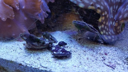 Baby Turkey Wing Clam on Squammosa.jpg