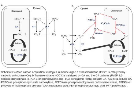 Schematics of two carbon acquisition strategies in marine algae.png