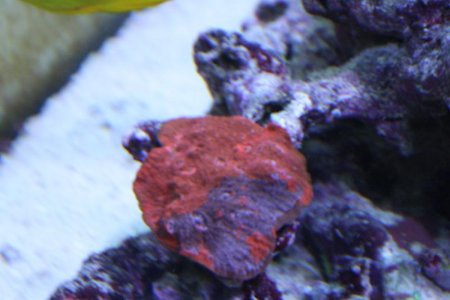 Skimmeraquarium 165.jpg