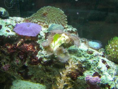 purple zoas 09-05-09.jpg