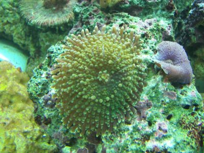 ricordia 10-15-09.jpg