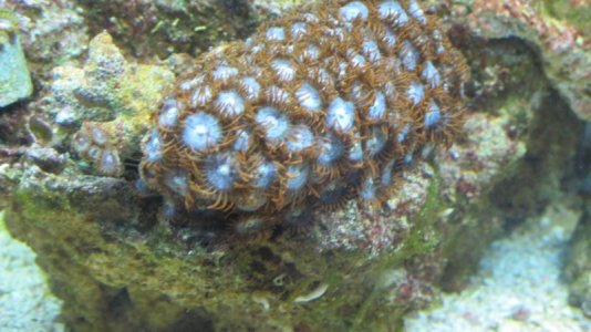 blue zoo with burnt orange.jpg