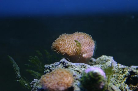Toadstool.jpg