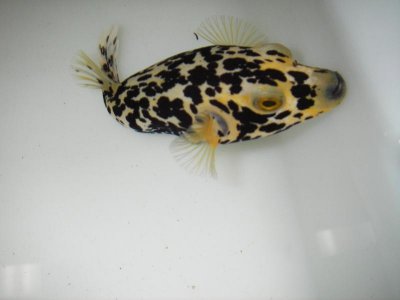 Golden Dalmation puffer 003.jpg