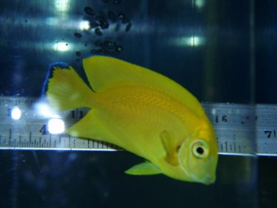 Cebu yellow tang.jpg
