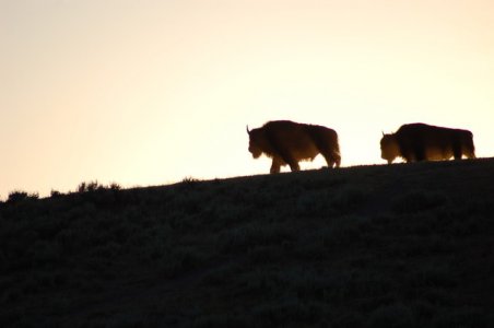 Buffalo Sunset.jpg