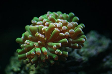 frogspawn.jpg