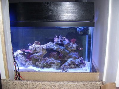 back of tank from kitchen 1.jpg