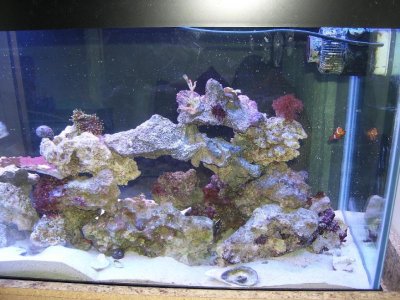 back of tank from kitchen 2.jpg