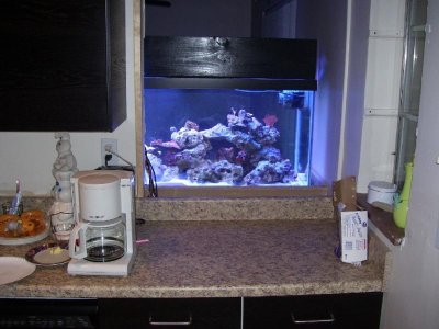 back of tank from kitchen 3.jpg