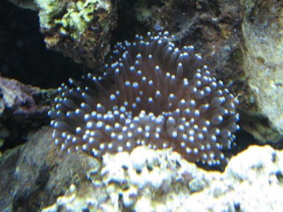 Bubble Tip Anemone.jpg
